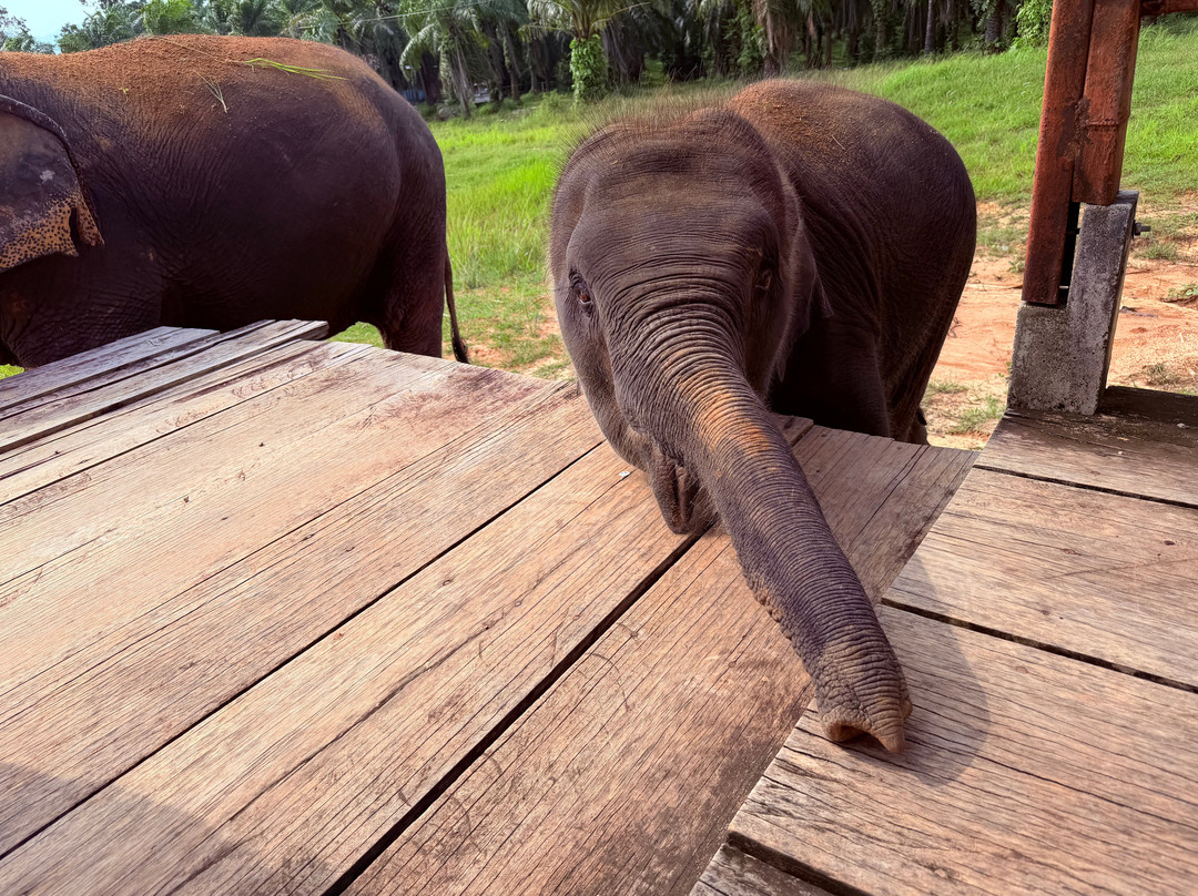 Following Giants - Krabi-Khlong Hin必去景点