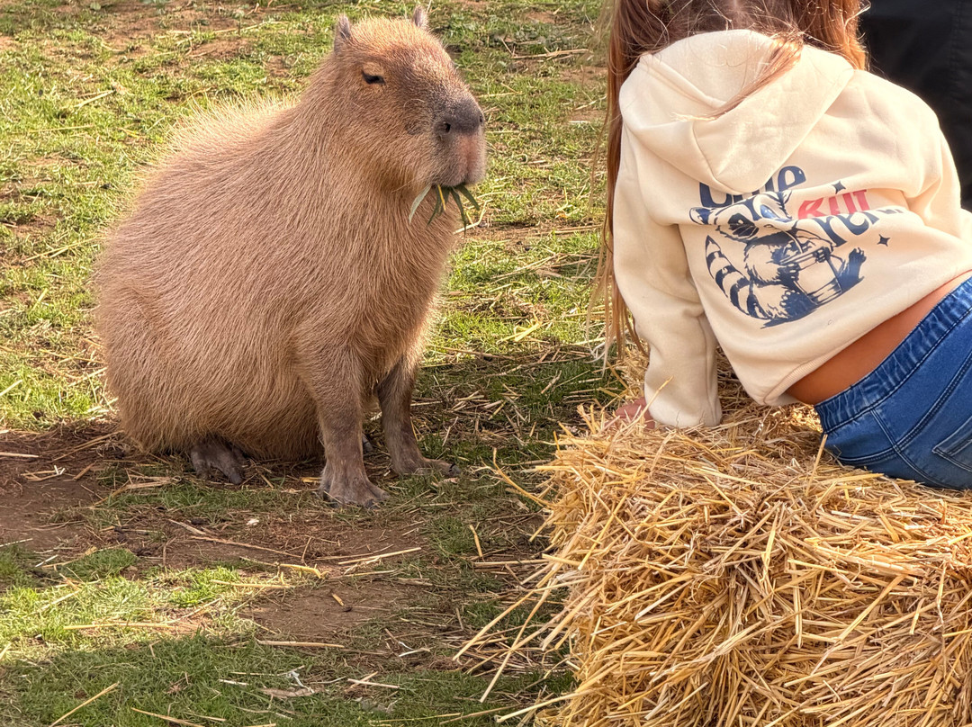 Bridlington Animal Park-布里德灵顿必去景点