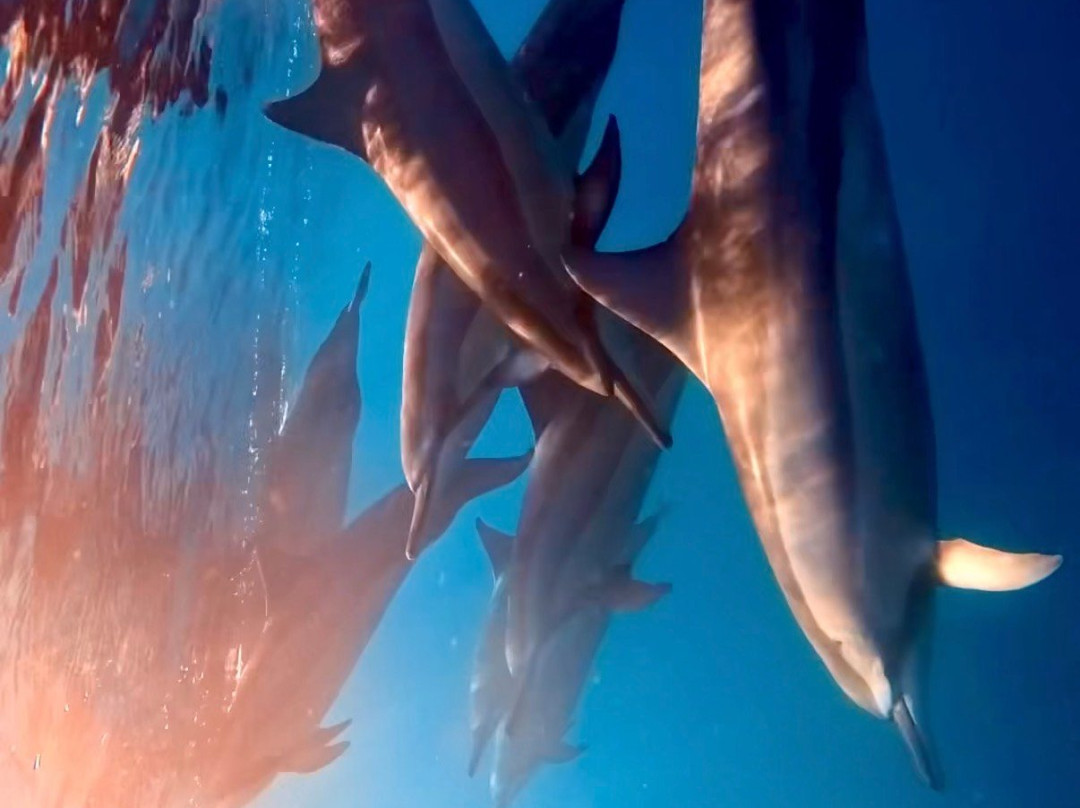 Dolphin Warrior-La Gaulette必去景点