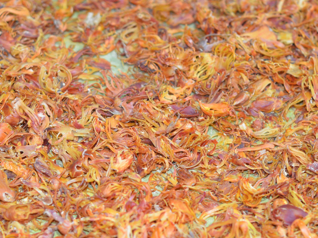 Grenada Co-Operative Nutmeg Association-格林纳达必去景点