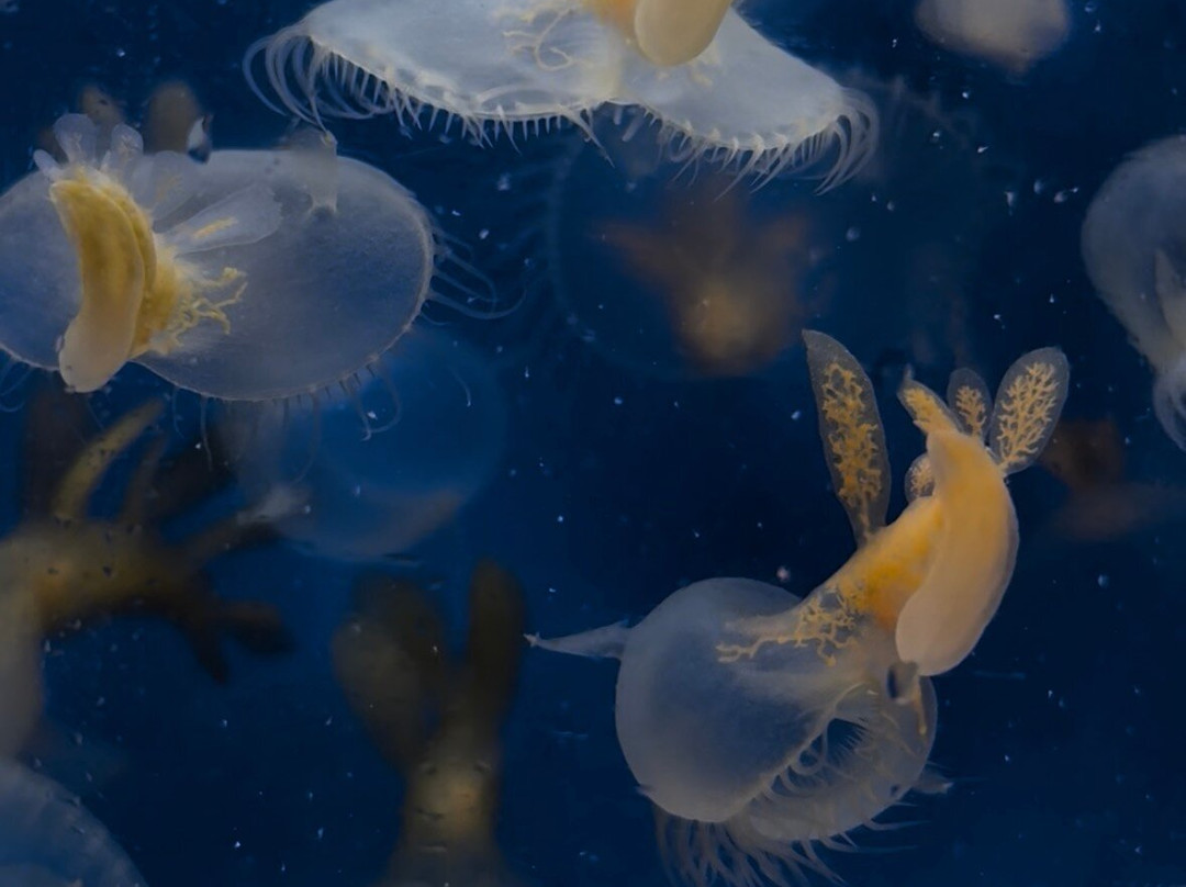 Feiro Marine Life Center-安吉利斯港必去景点