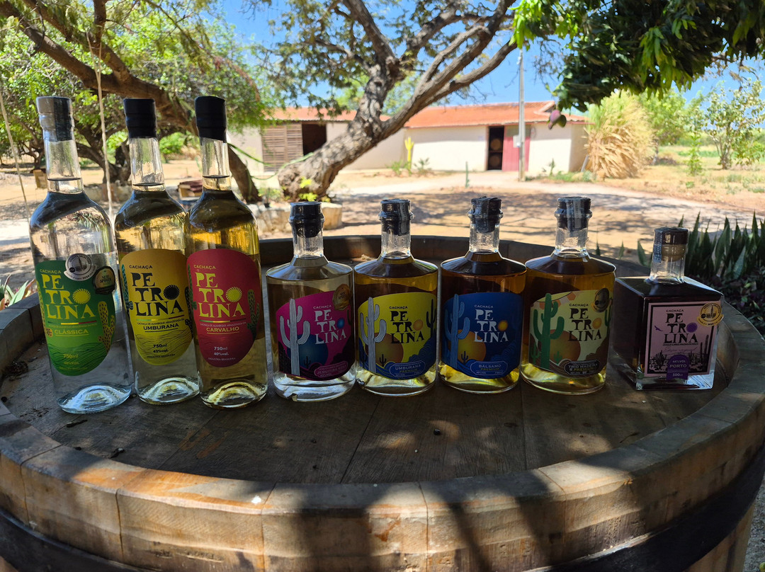 Cachaça Petrolina - Destilaria e Passeio