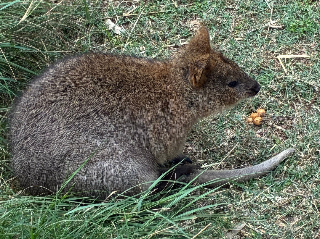 Featherdale Sydney Wildlife Park-Doonside必去景点