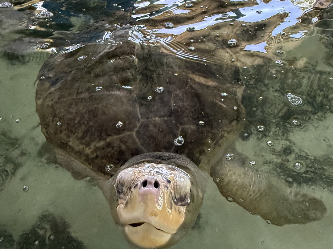 Ahungalla Sea Turtles Conservation And Research Center-亚洪加拉必去景点