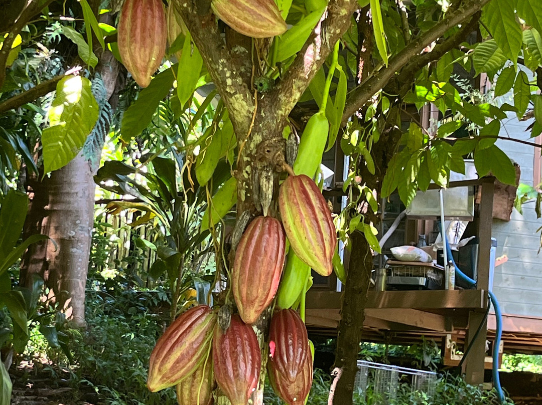 Hilo Shark Tours-帕派科欧必去景点