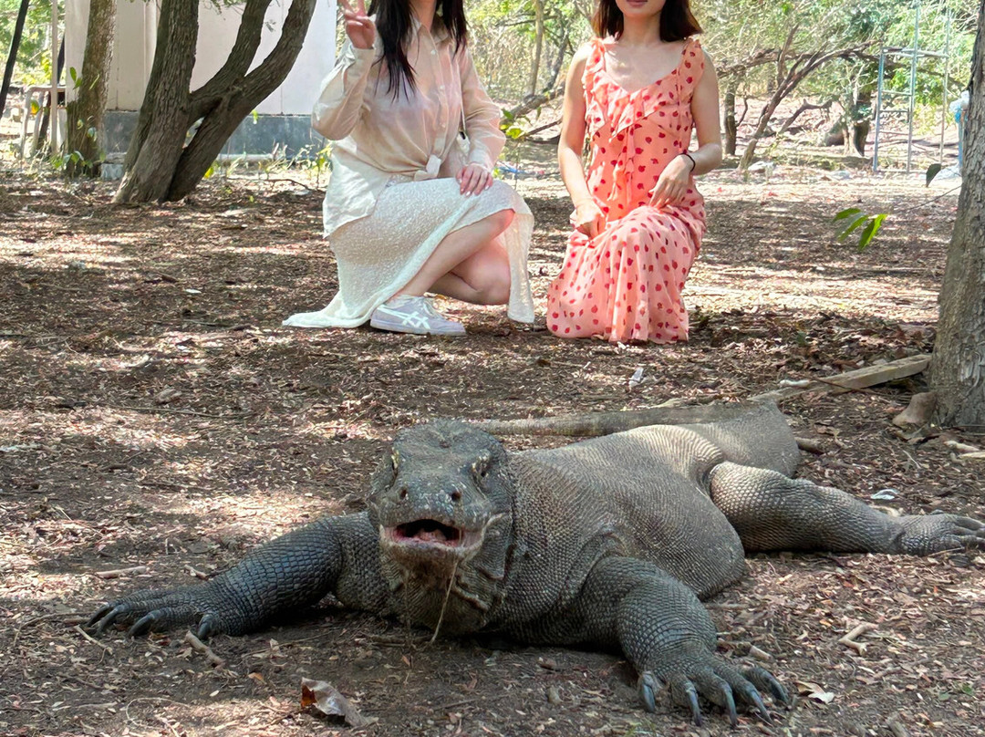 Komodo Island-科莫多国家公园必去景点