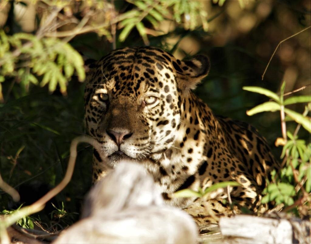 Wildlife Pantanal Tours景点图片