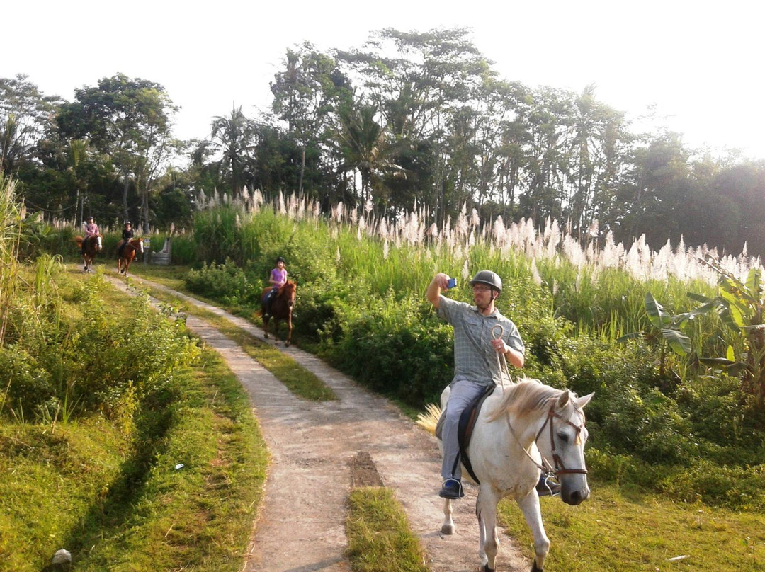 Havana Horses景点图片