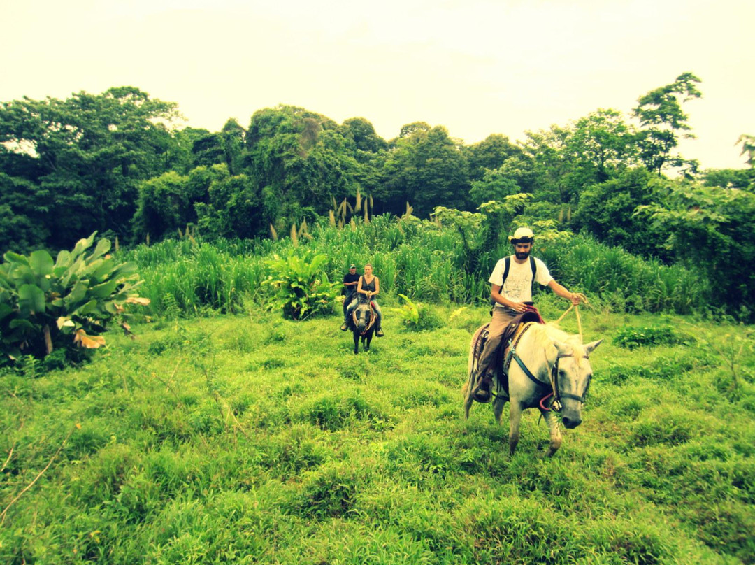 Panama Horseback Adventures景点图片