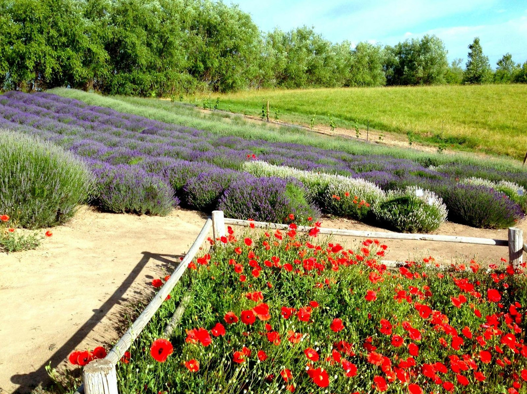 Blue Mountain Lavender Farm景点图片
