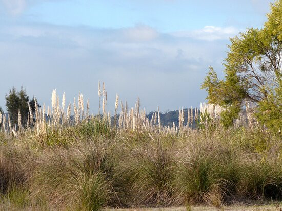 Lake Cooloongup Flora and Fauna Reserve景点图片