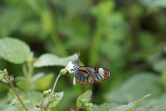 Mindo Reisen Im Nebelwald-明多必去景点