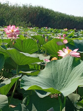 Plantations of Indian Lotus景点图片