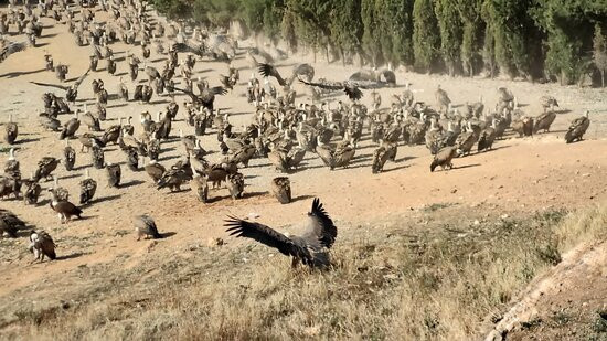 Observatorio De Aves Mas De Bunyol-Valderrobres必去景点