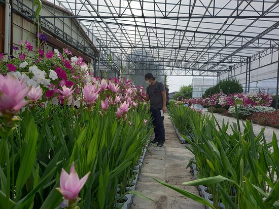 World Flower Botanical Garden-牙山市必去景点