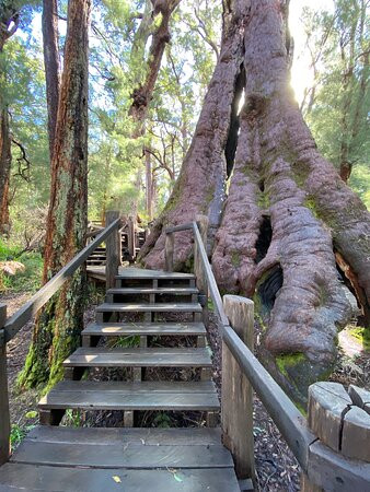Giant Tingle Tree景点图片