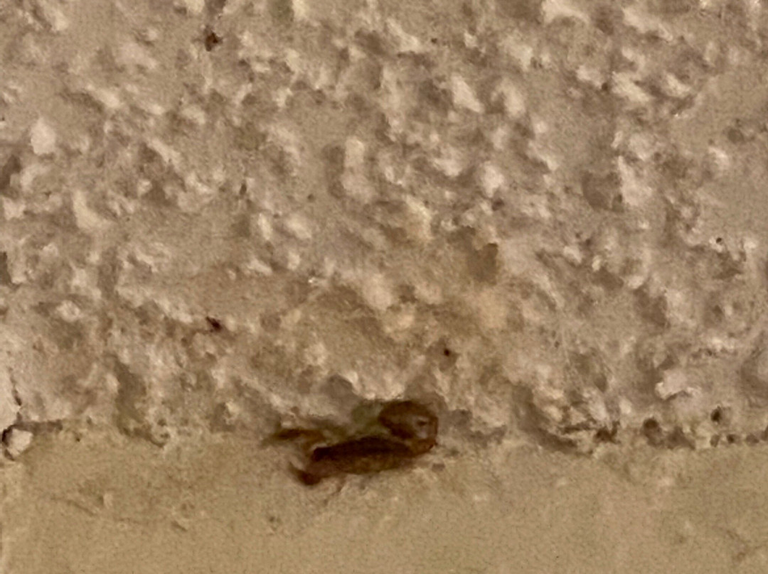 Super 8 by Wyndham Tucumcari