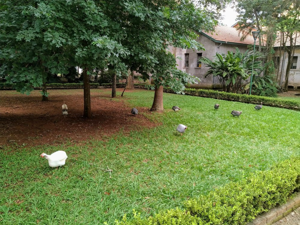 Parque Vicentina Aranha景点图片