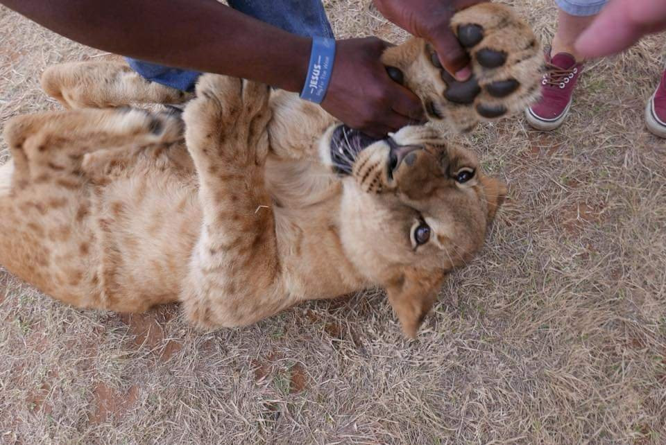 Walking With Lions-比勒陀利亚必去景点