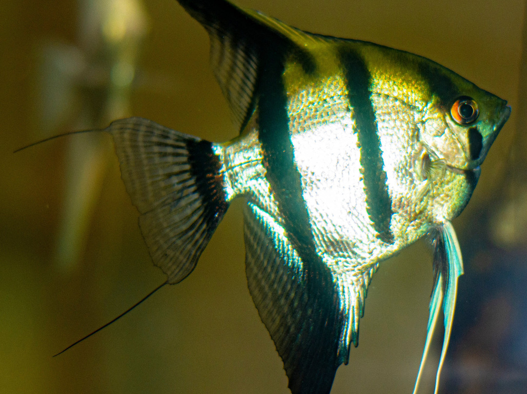 Ceylon Kingsmen Garden