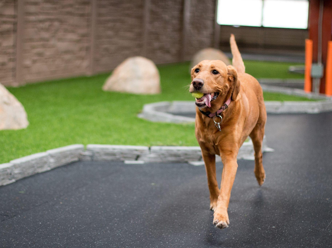 Wagg'n Indoor Dog Park景点图片