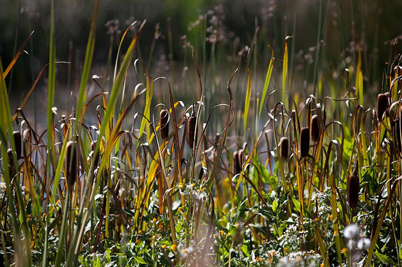 Alamosa National Wildlife Refuge