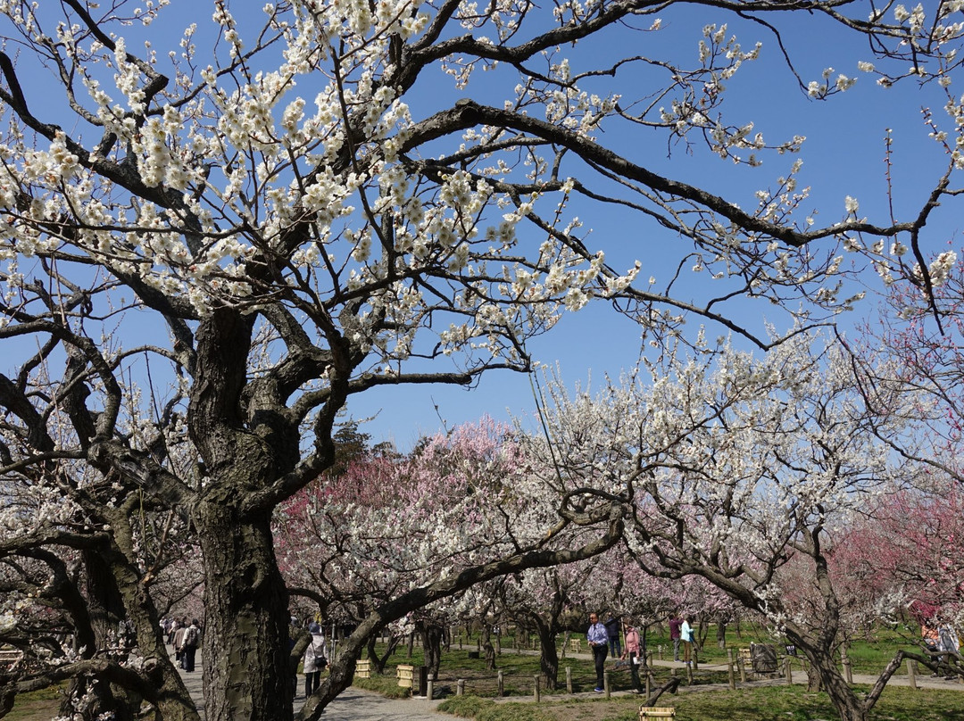 Mito Ume Blossom Matsuri景点图片
