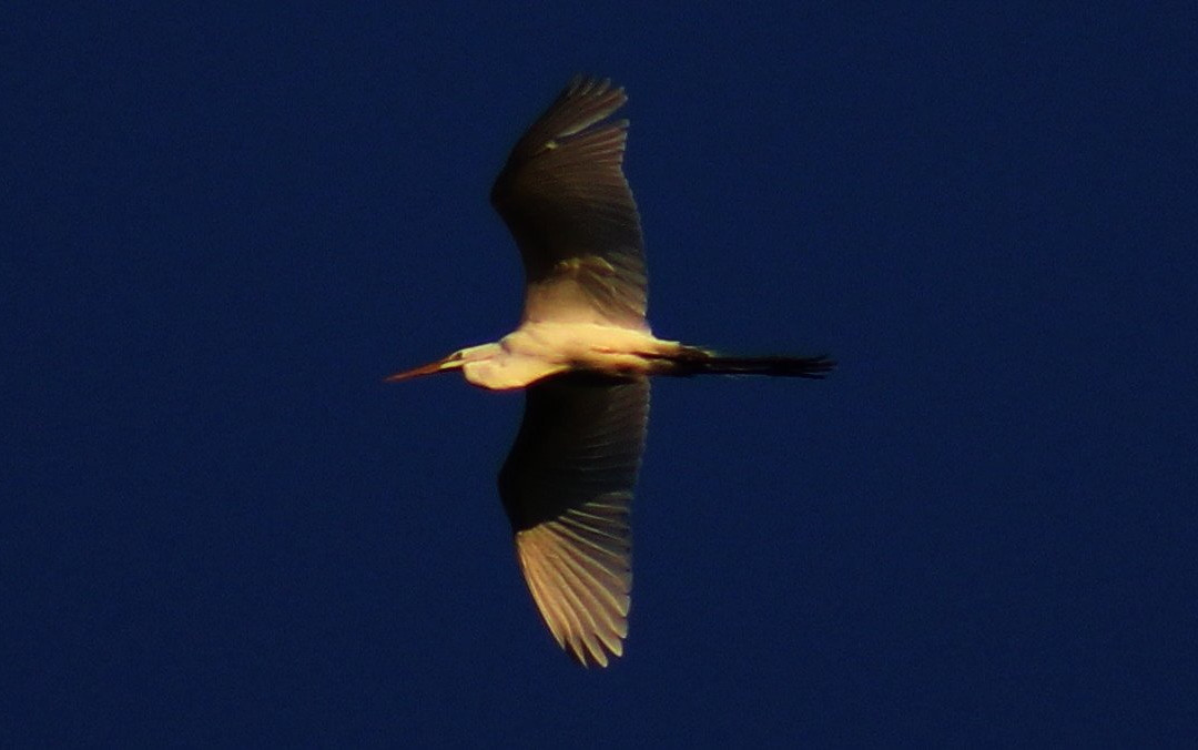 Wild Skies Birding Tours景点图片