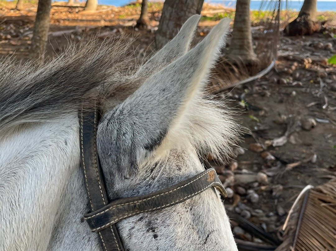 Horse Jungle-萨玛拉滩必去景点