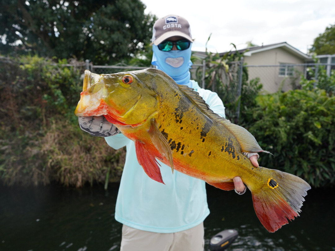 Miami Peacock Adventures - Day Tours-肯德尔必去景点