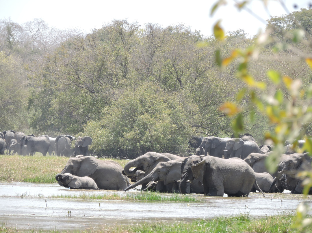 Zakouma National Park-乍得必去景点