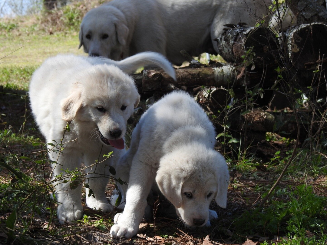 Gan Eden Farms-Live Oak必去景点