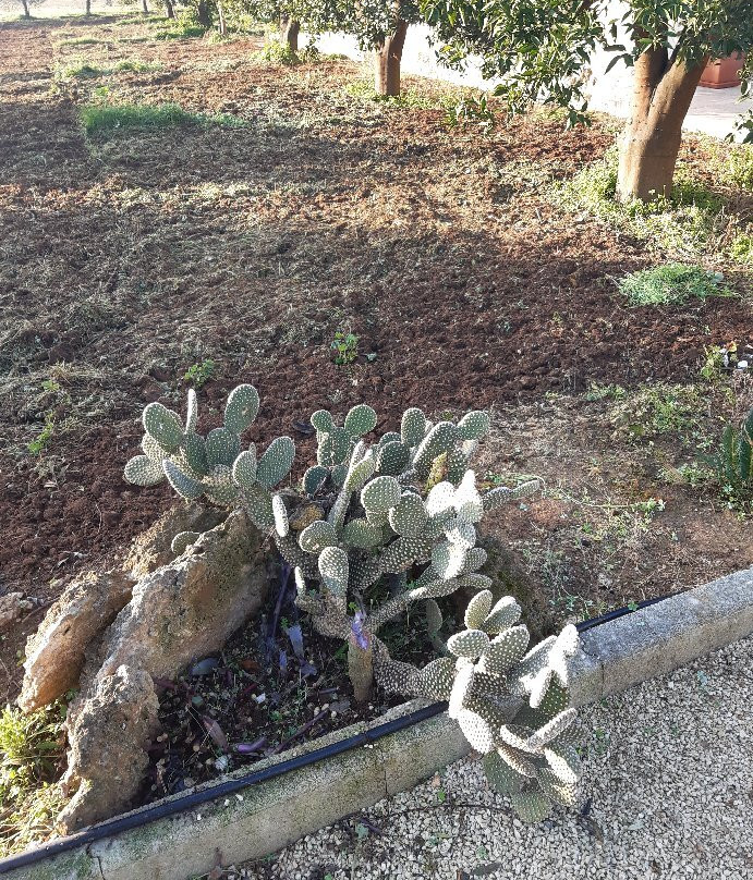 B&B Giardino Isabella主图