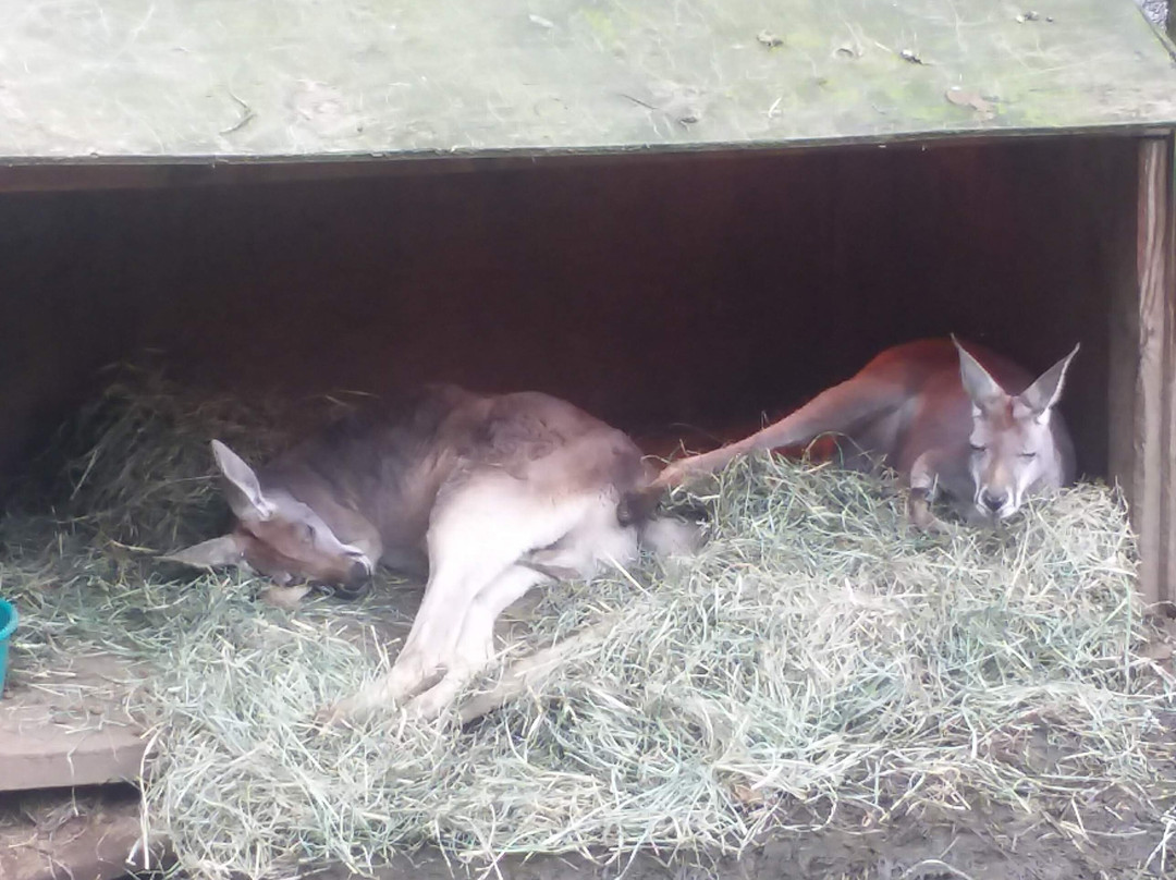 Outback Kangaroo Farm景点图片