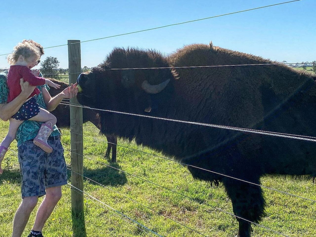 Hunter Valley Bison景点图片