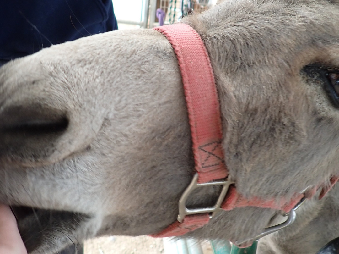 Hershberger's Farm & Bakery-Millersburg必去景点