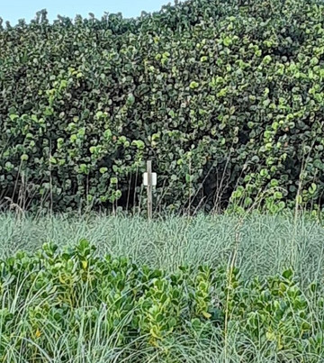 Blind Creek Beach-匹尔斯堡必去景点