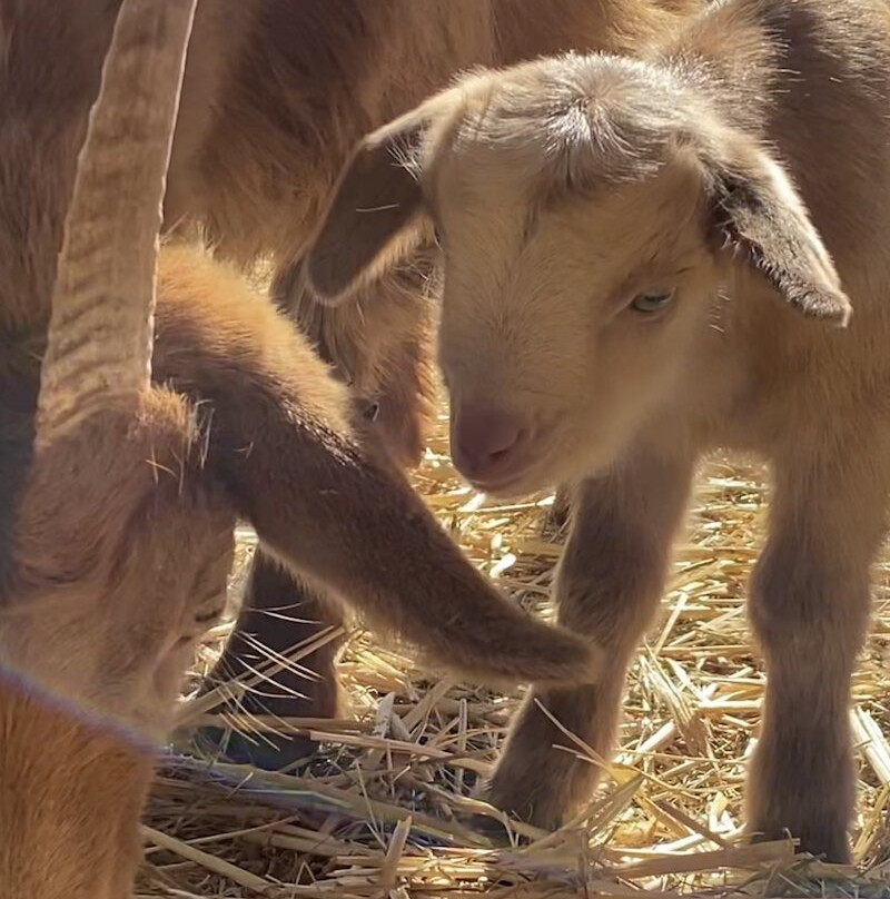 Harmony Acres Ranch & Petting Farm-Cornville必去景点