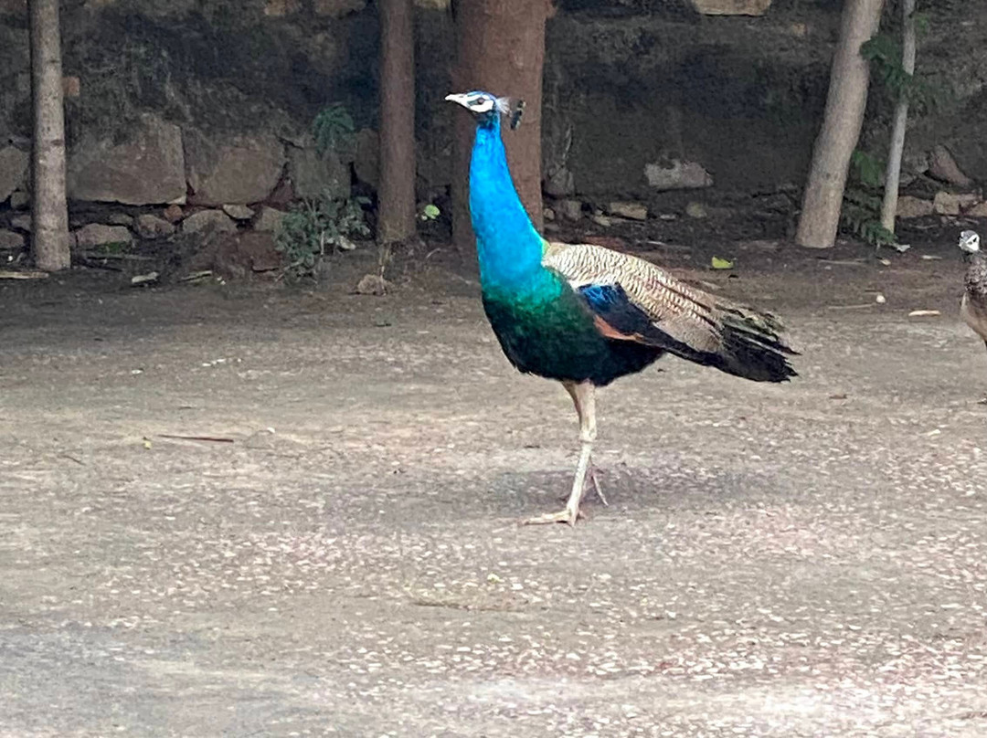 The Kipling Lodge - Nature Kalp, Ranthambore主图