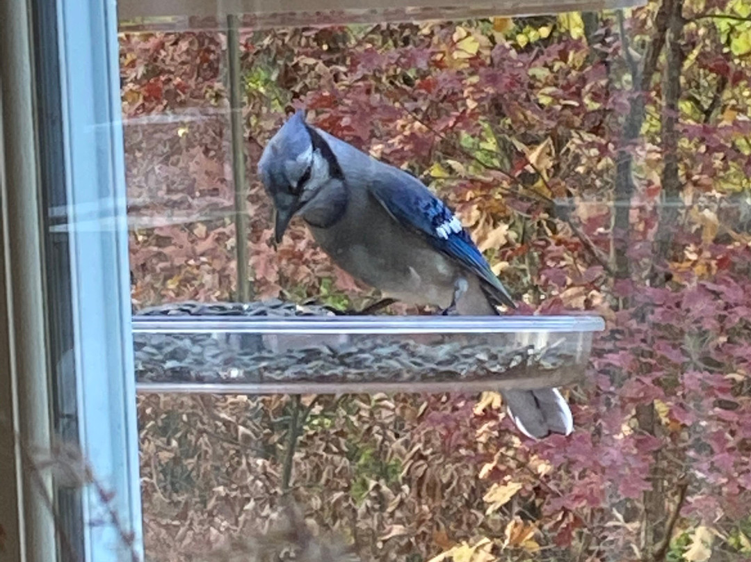 Songbird Prairie Bed & Breakfast主图