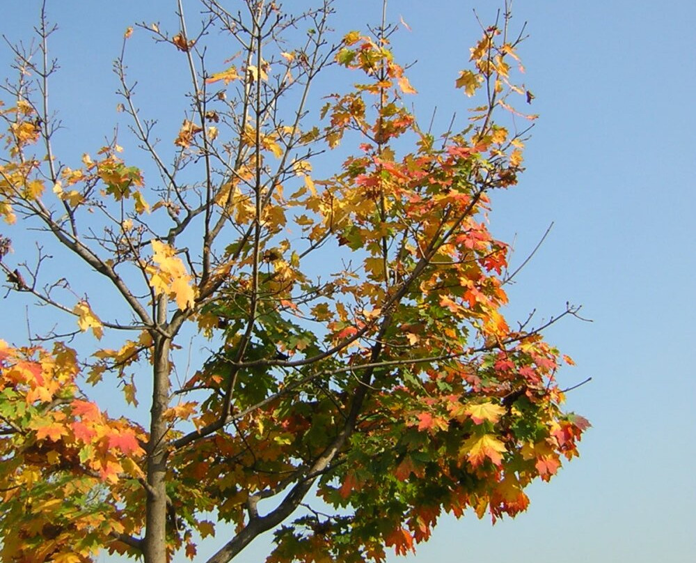 Parco Giovanni Callioni景点图片