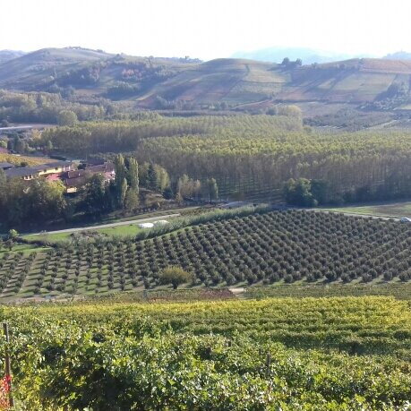 Castello Di Grinzane Cavour景点图片