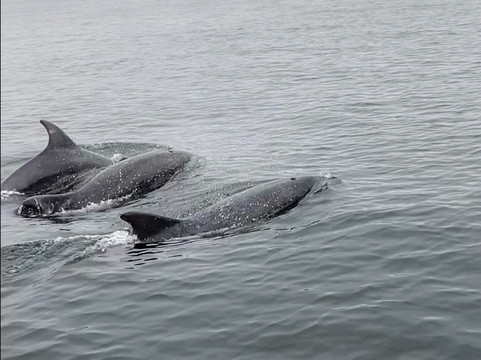 Phoenix Sea Adventures-奈恩必去景点