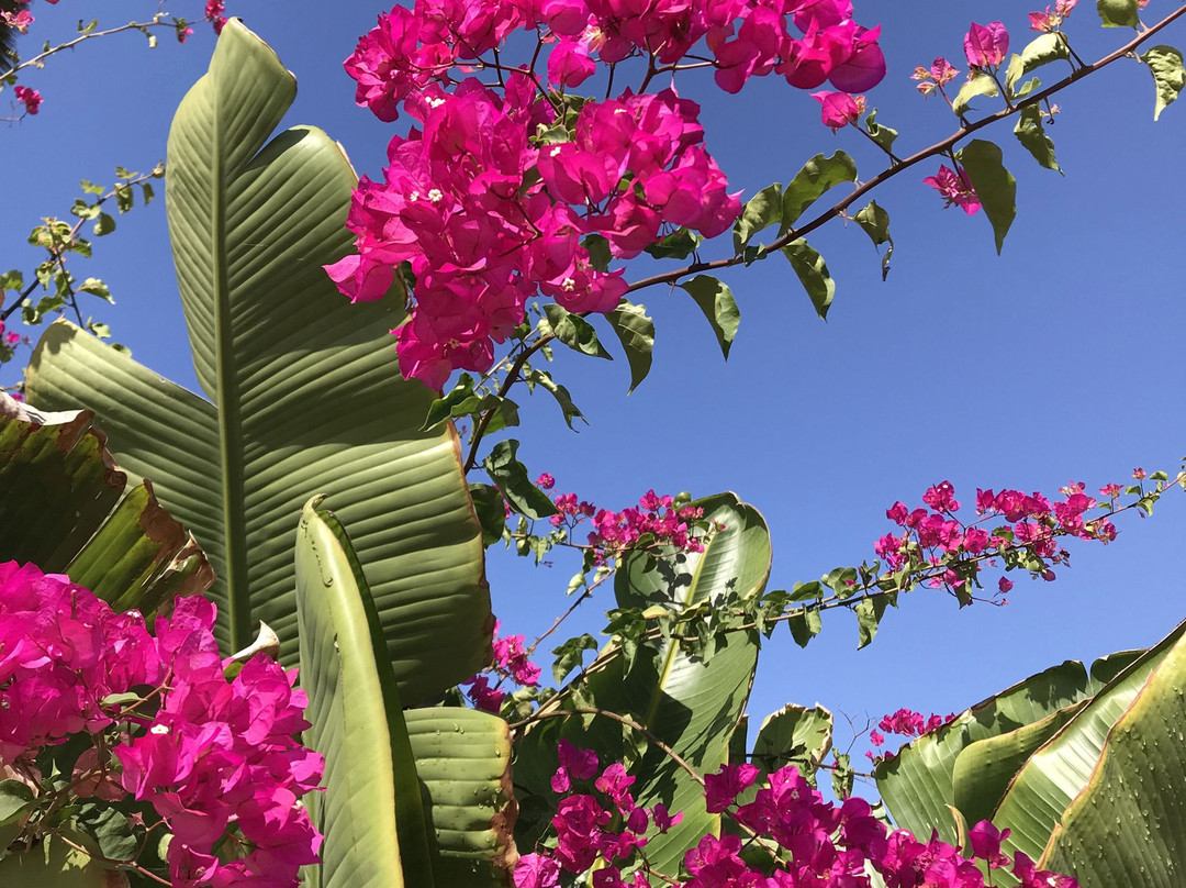 Quintas Papagayo主图