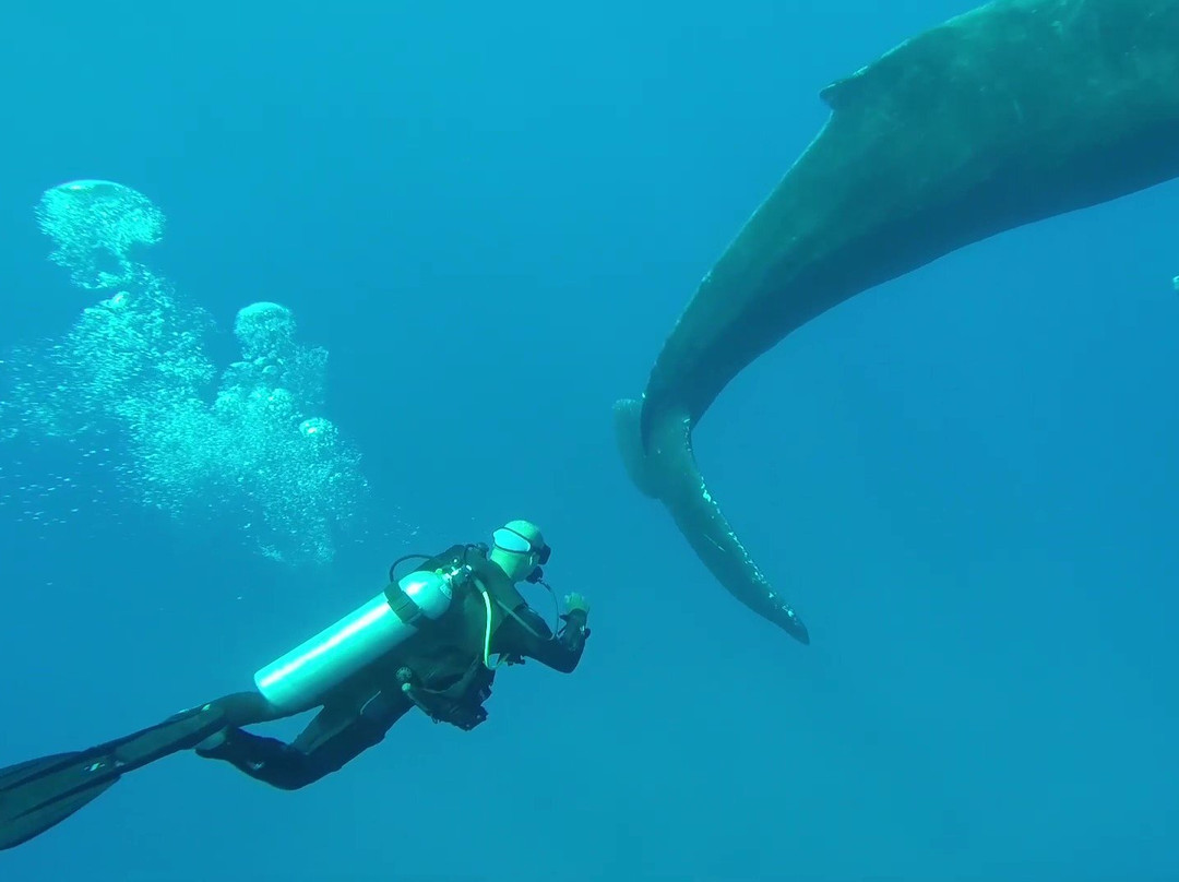 Honu Scuba景点图片