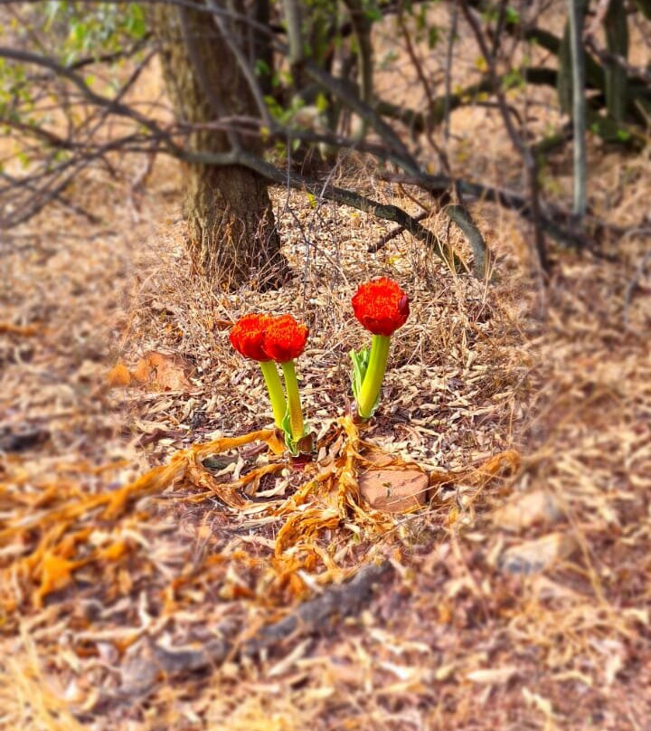 Melville Koppies Nature Reserve景点图片