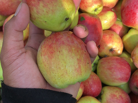 Petik apel kebun 8-巴图必去景点