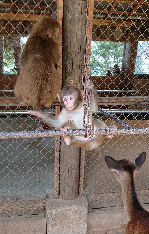 Awajishima Monkey Center景点图片