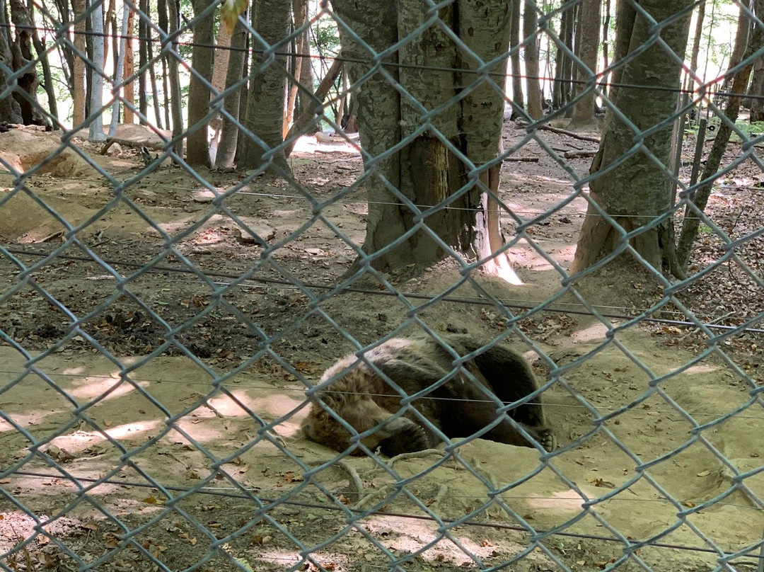 Wolf & Lynx Conservation Area-Agrapidies必去景点