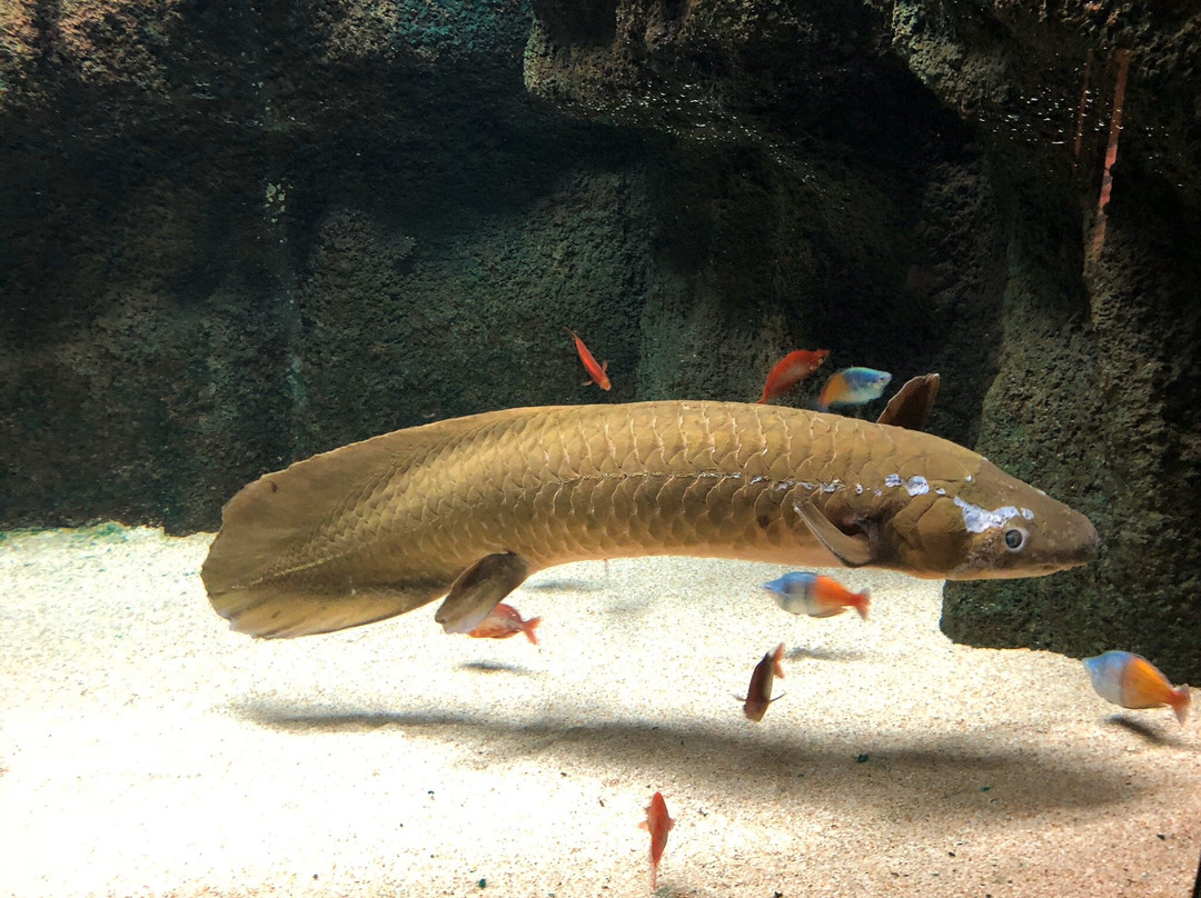 Miyajima Public Aquarium-廿日市市必去景点